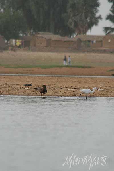Mud Maps Africa Mopti 3642
